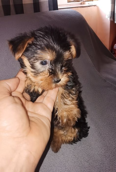 Yorkshire Terrier  mini mini