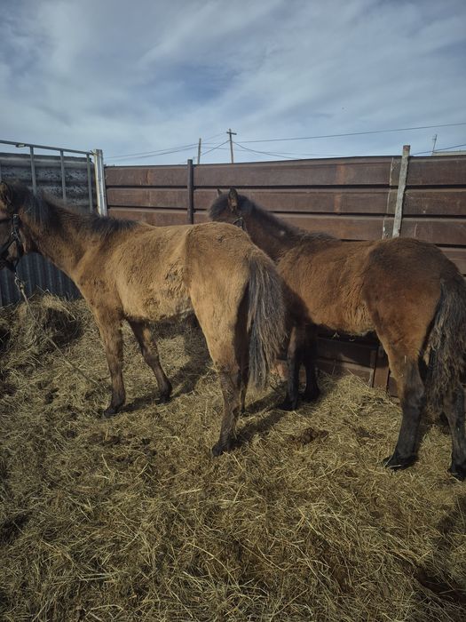 Бука сатылады 500000мын