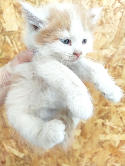 Котенок в любящую семью.