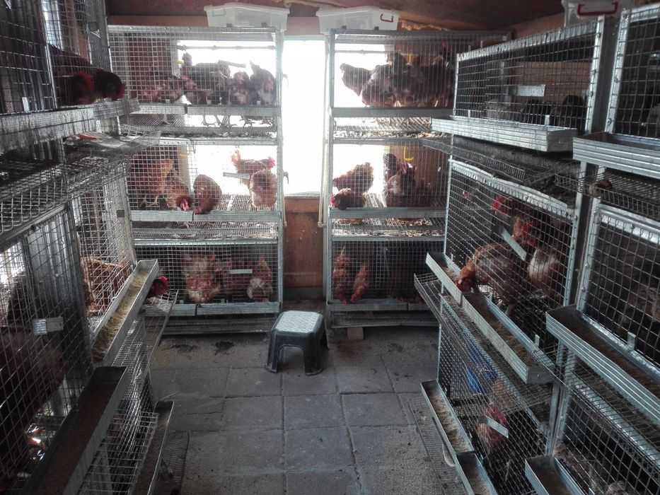 Клетки за зайци,пъдпъдъци и кокошки обурудвани