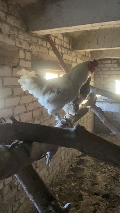 Продаются петухи