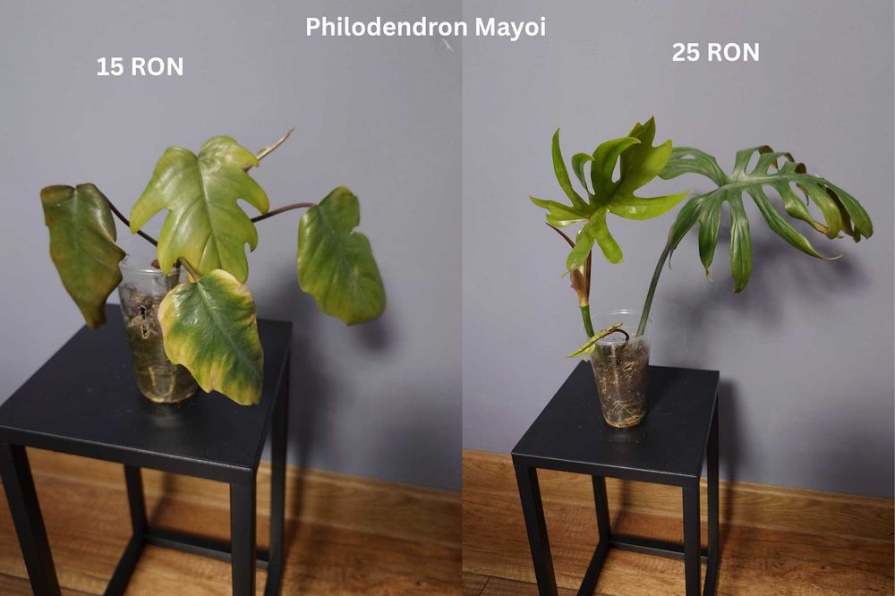 Plante de apartament