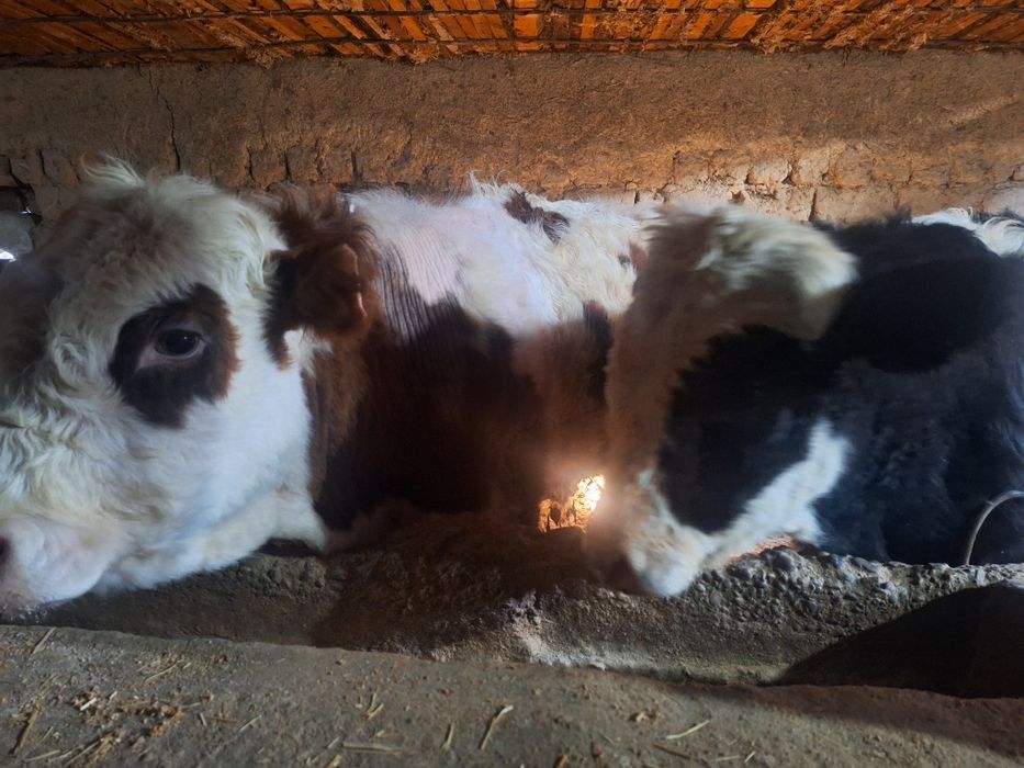 3 бас букалар сатылады