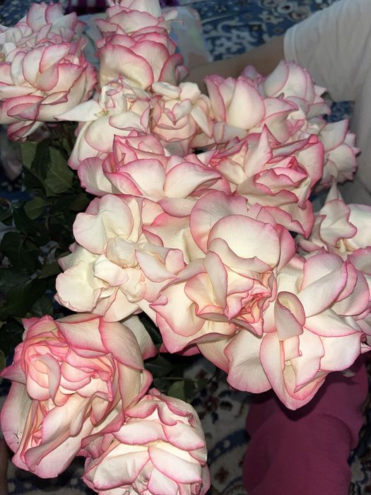 Голанлски розы 5 мынга