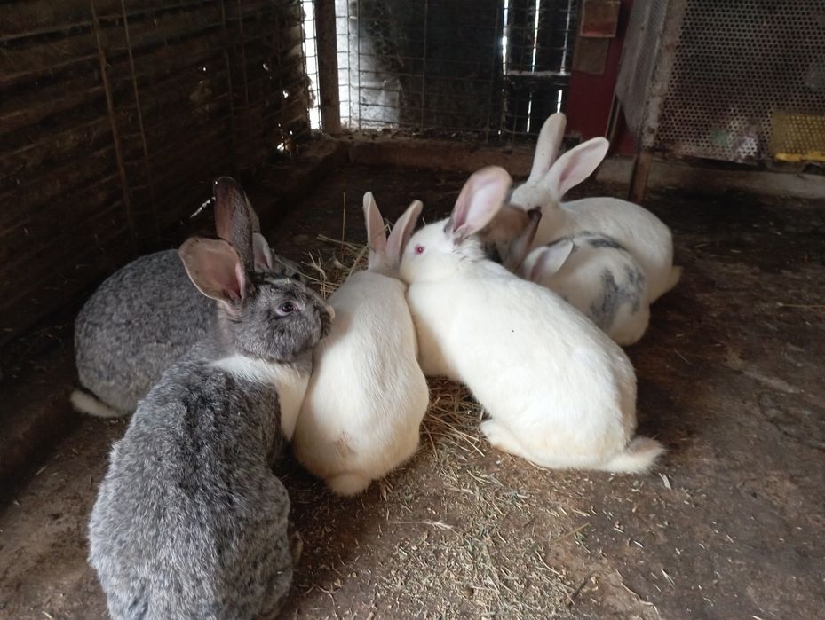 Iepuri de sacrificat