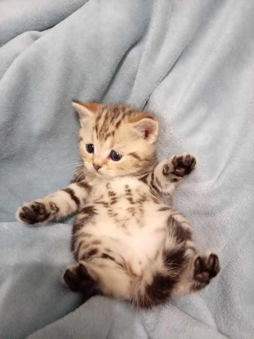 Котята 1.5 айлык