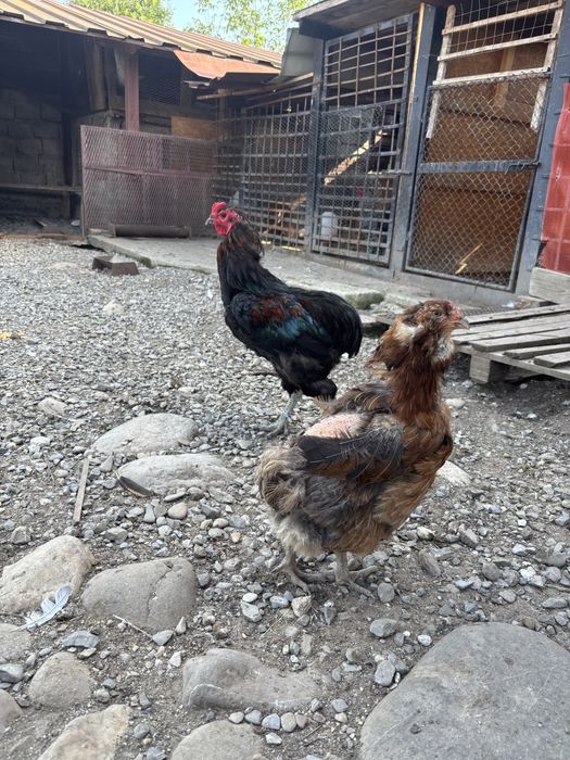 Gaini si cocosi araucana