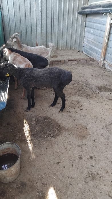 Тоқты сатылады жағдайы жақсы