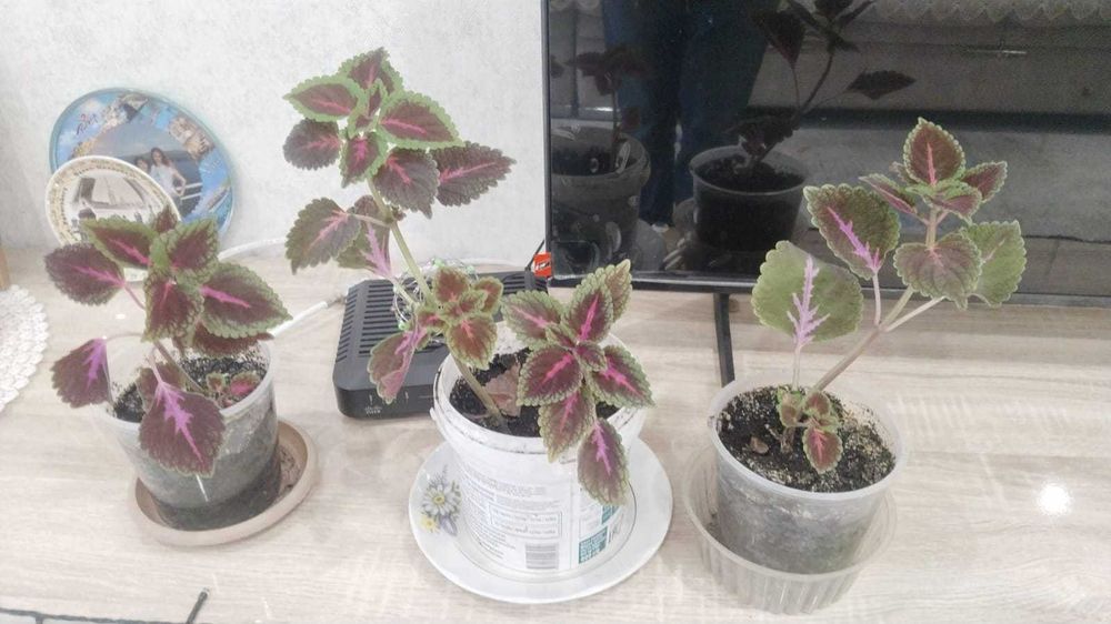 Продам комнатные цветы