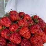 Қулупнай маҳсулотини сотиш