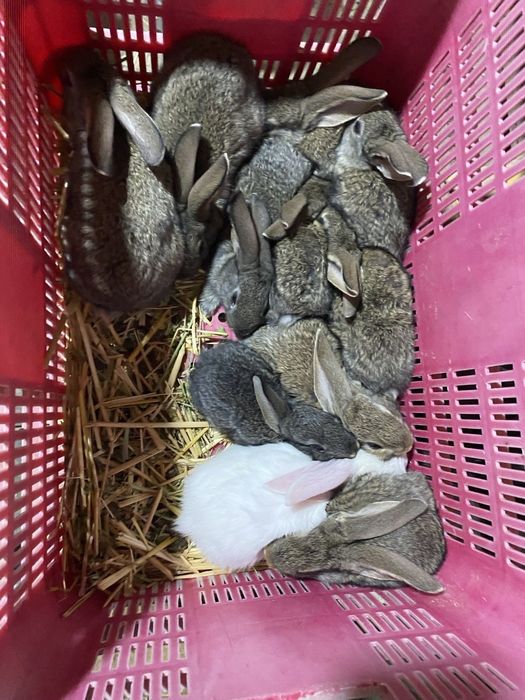 Кролики малыши великаны | Gigant quyon bolalari sotiladi