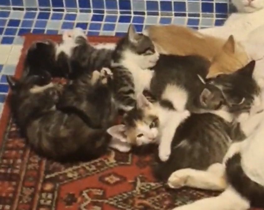 Красивые котята,чистенькие,приученны к лотку