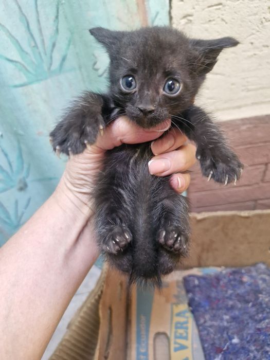 Домашние котята.