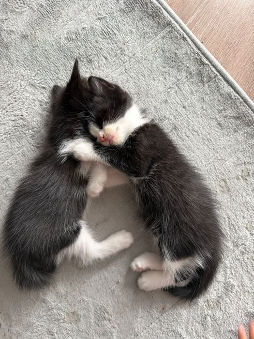 Отдам котят в добрые руки