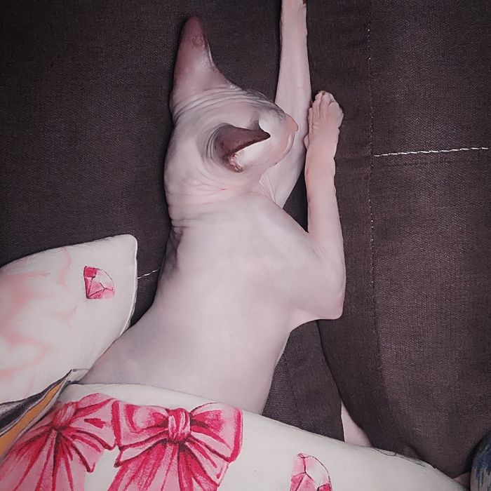 Сфинкс, годовалая девочка, лысик