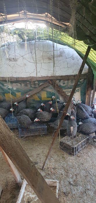 Pasari Bibilica de vanzare