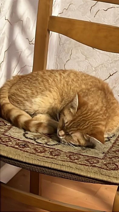 Котенок мальчик 5 мес