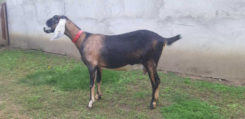 Capra Anglo Nubian