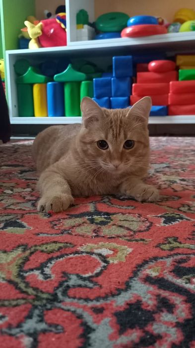 Отдам молодого котика