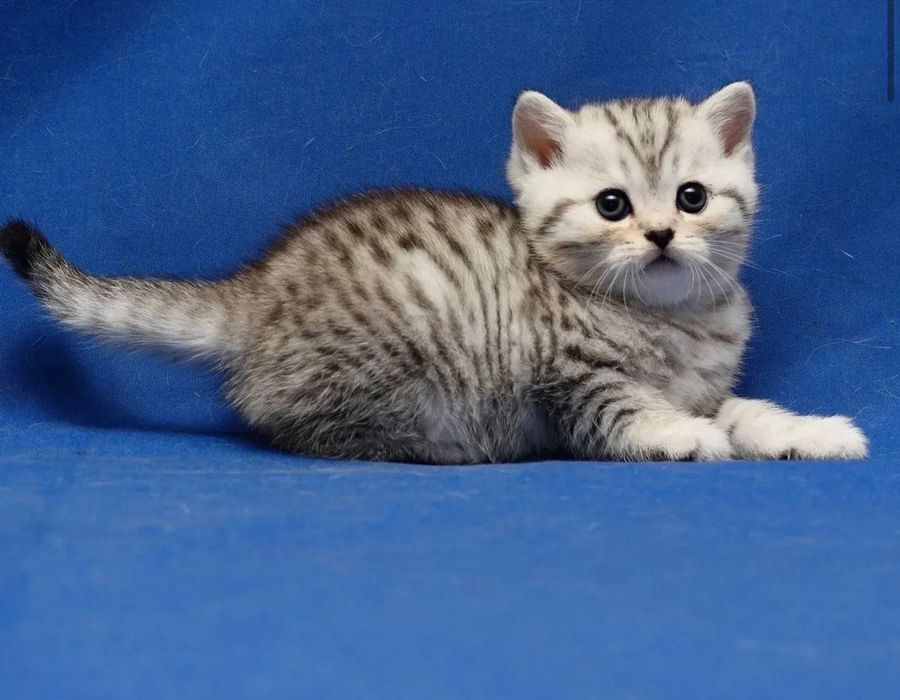 Супер шотландские малышата!