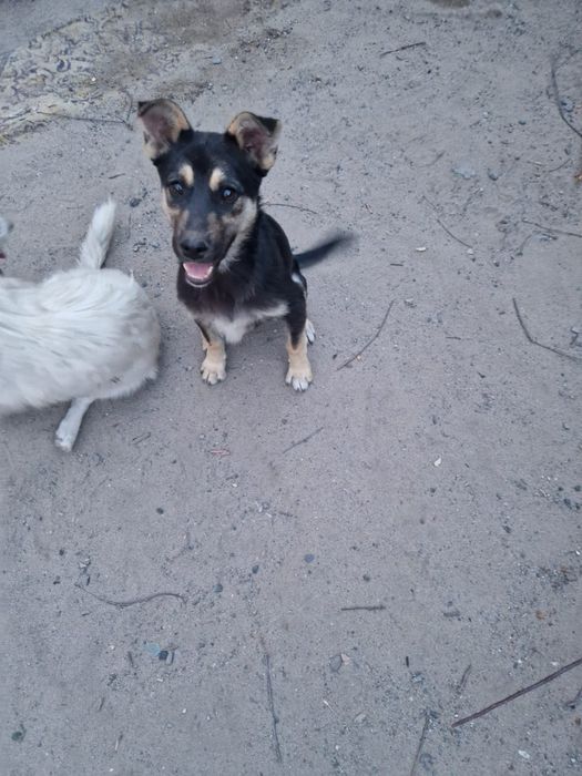 Отдадим в самые лучшие руки щенков.