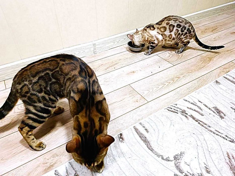 Бенгальские котята