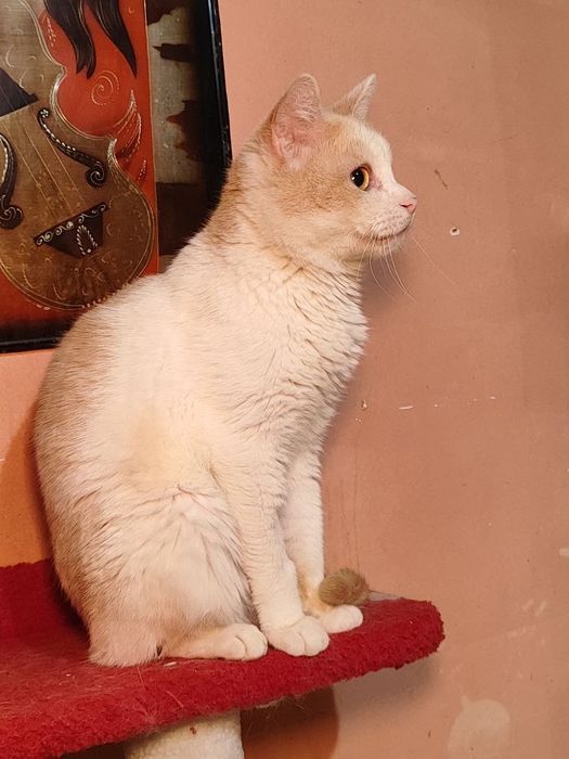 Очаровательный Котик ищет дом