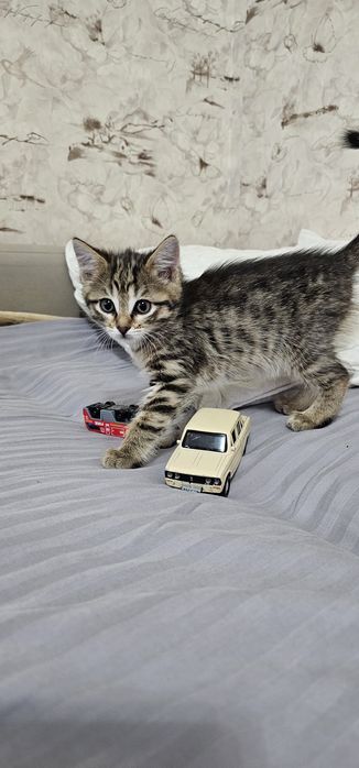 Котёнок     мальчик