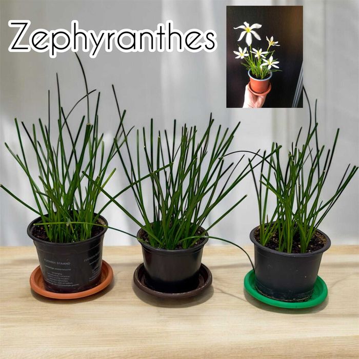 Plante ornamentale de apartament