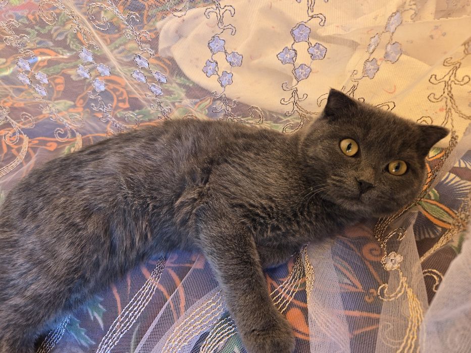 Продается Шотландская кошка вислоухая