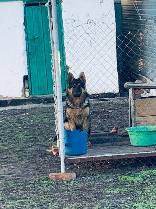 Немецкая овчарка