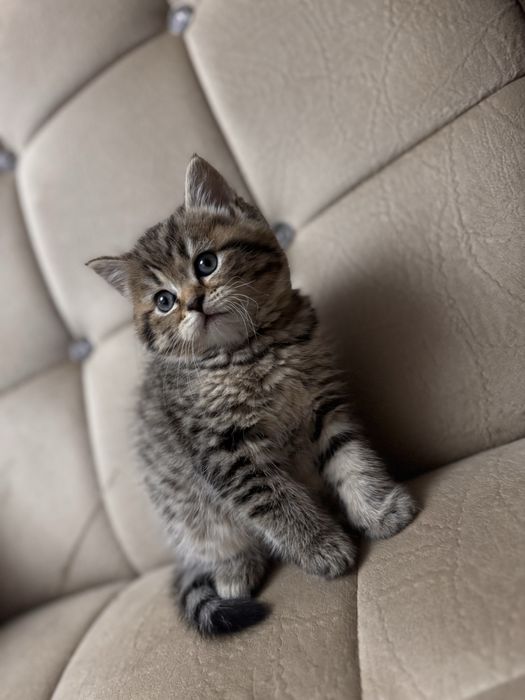 Продаю срочно котенка шотланскую