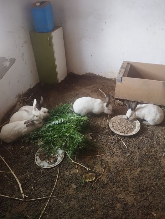 Коян сатылады...