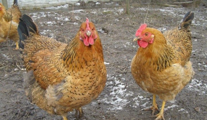 Жұмыртқа инкубаторға