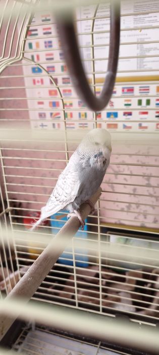 Попугай с клеткой