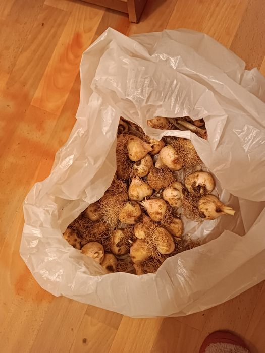 клубни голандских тюльпанов