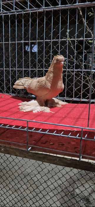 Голубкааааасааааа