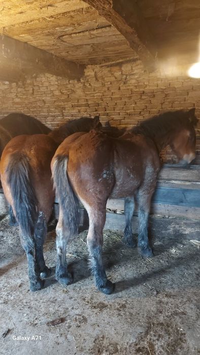 " Vând urgent 2 manzuții de 4 si 5 luni .mânzuta și mânz