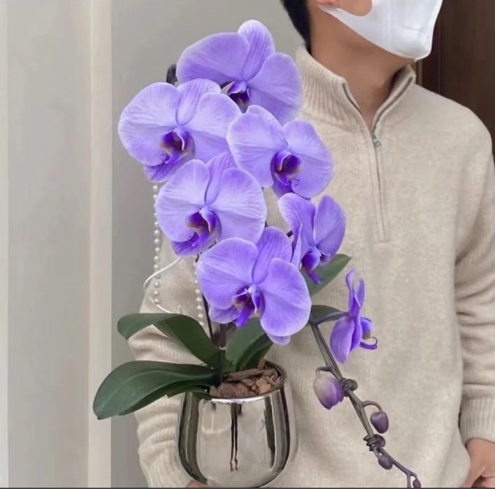 Взрослые орхидеи