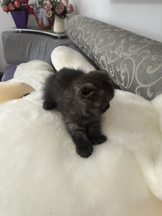 Шотландские вислоухие