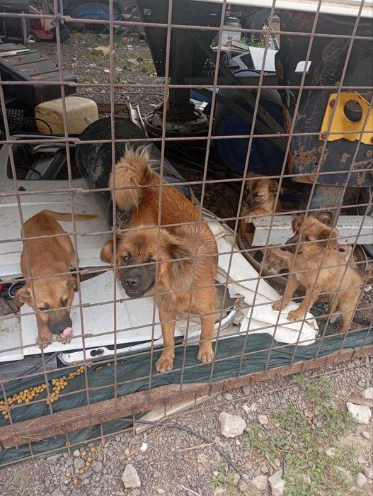 Cățeluși de aproape 3 luni caută familie – Ilfov