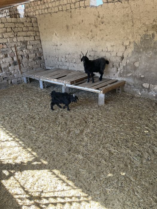 Ешкі сатылады Альпейский парода