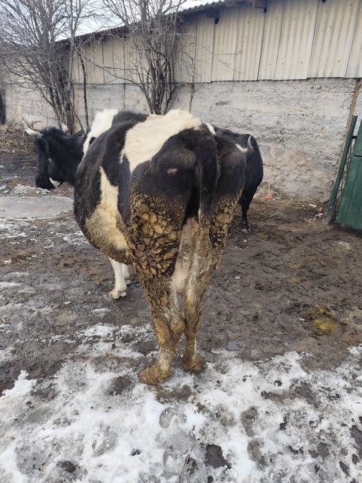 Продам  корову с телёнка