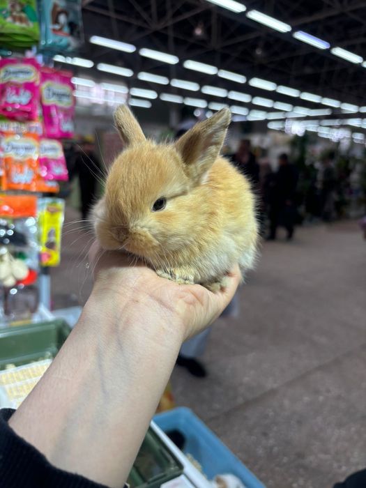 Кролики декоративные
