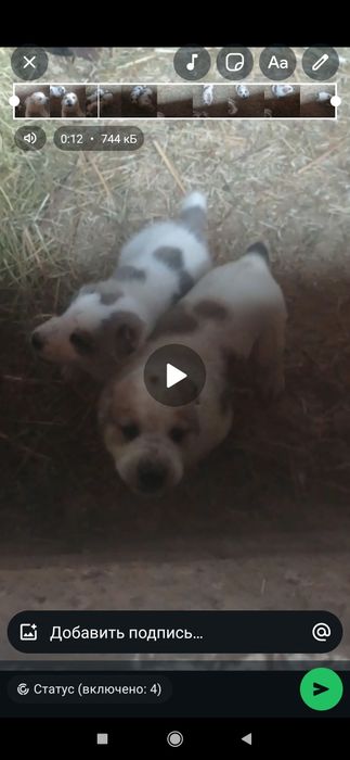 Гарантия тамақ ішіп жүр