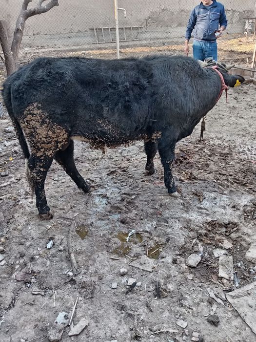 Buqacha sotiladi 1 eoshdan oshgan soglom