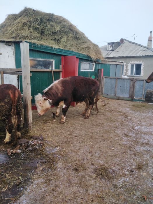 Продам быка год 9