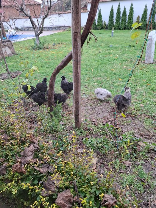 Разплодни яица от брама кохен и орпигтон