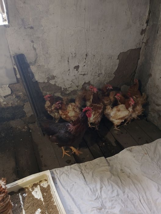 Инкубационные яйца Ломан браун и Леггорн стандарт