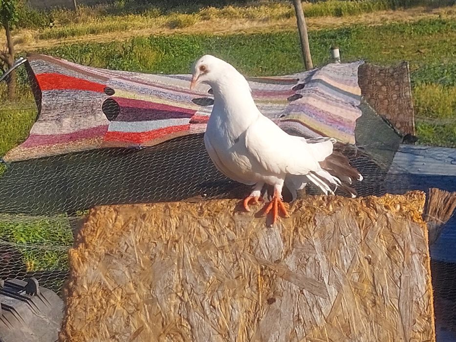Vând porumbei diferite rase!